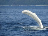 Unusually White Humpback Whale